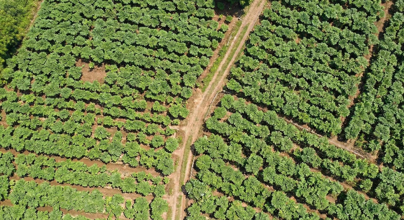 Suran Farming